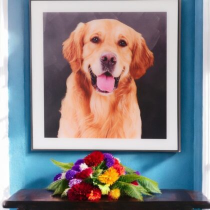 Framed Golden Retriever Glass Art Picture