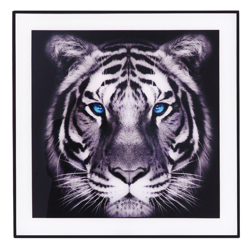 black and white tiger face with blue eyes